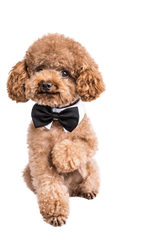 德扑圈客服微信